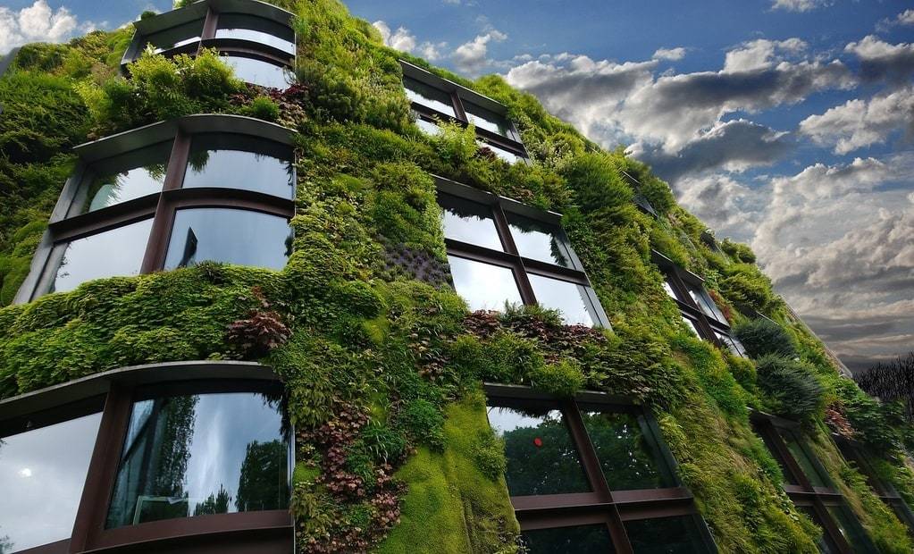 Créer un mur végétal avec des plantes grimpantes
