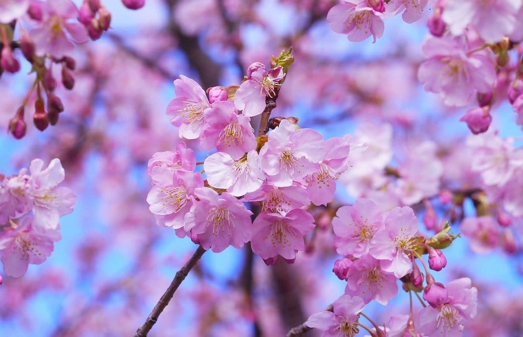 Favoriser la floraison des plantes avec des engrais naturels
