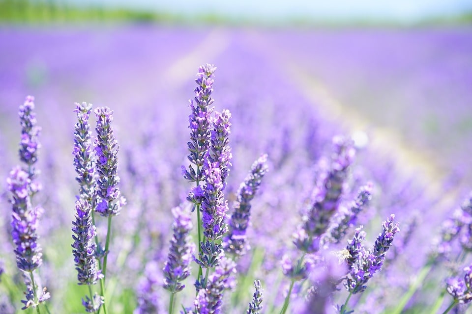 Planter des fleurs vivaces pour un jardin coloré toute l'année